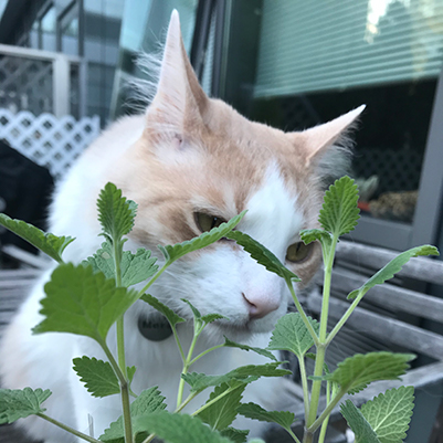 Catnip Is my cat high Cat Sitter Diary