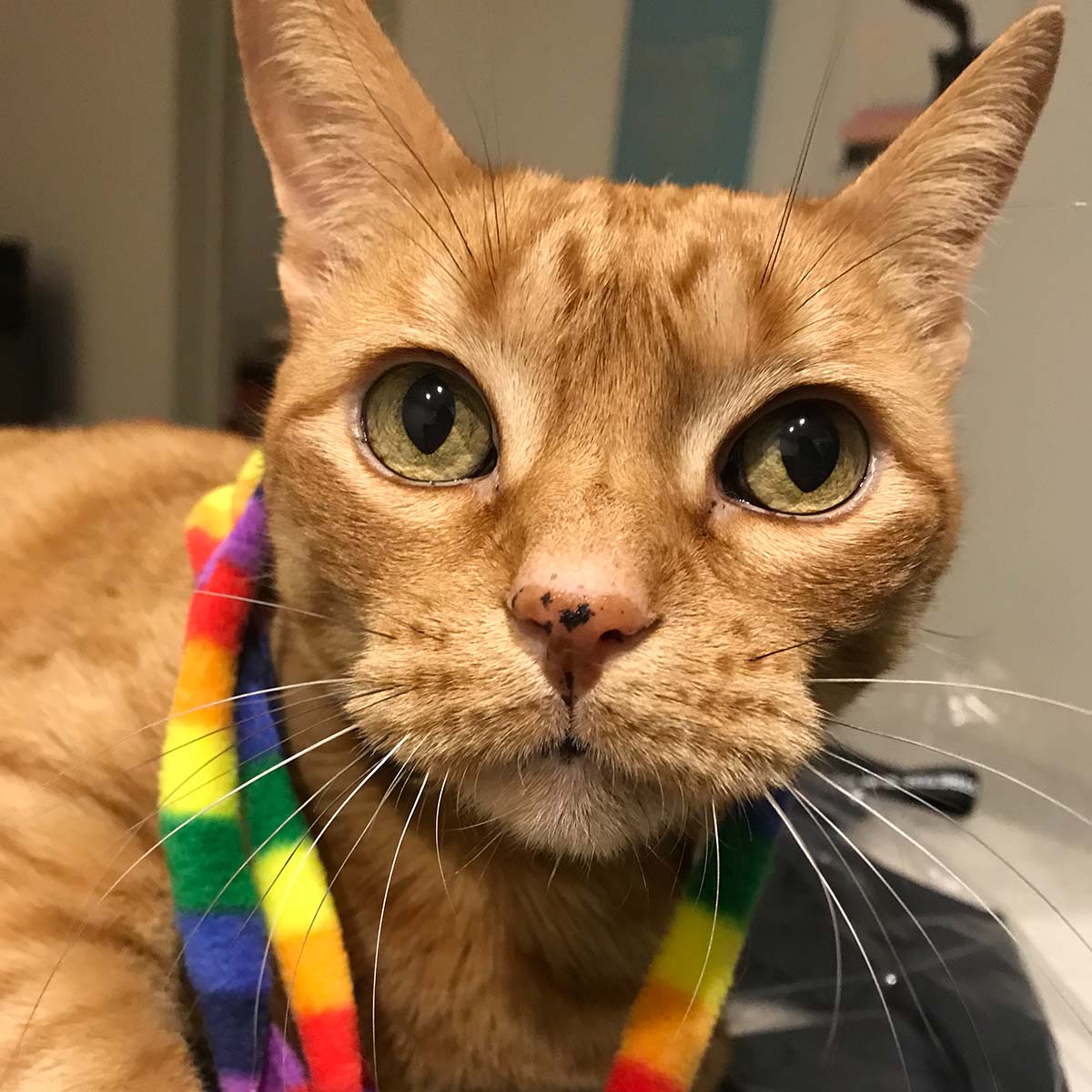 Healthy Cat Whiskers And Maybe An Omen Of Good Luck Cat Sitter Diary