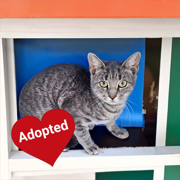 Anglika adopted